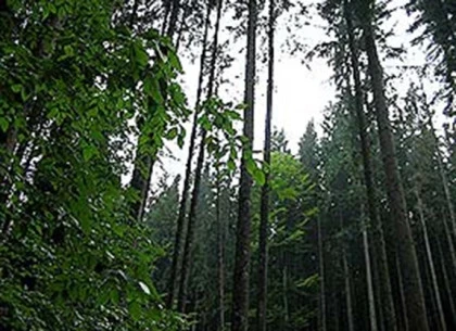 Rezervatia naturala glodeasa Valea Doftanei