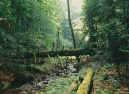 Rezervatia naturala glodeasa Valea Doftanei